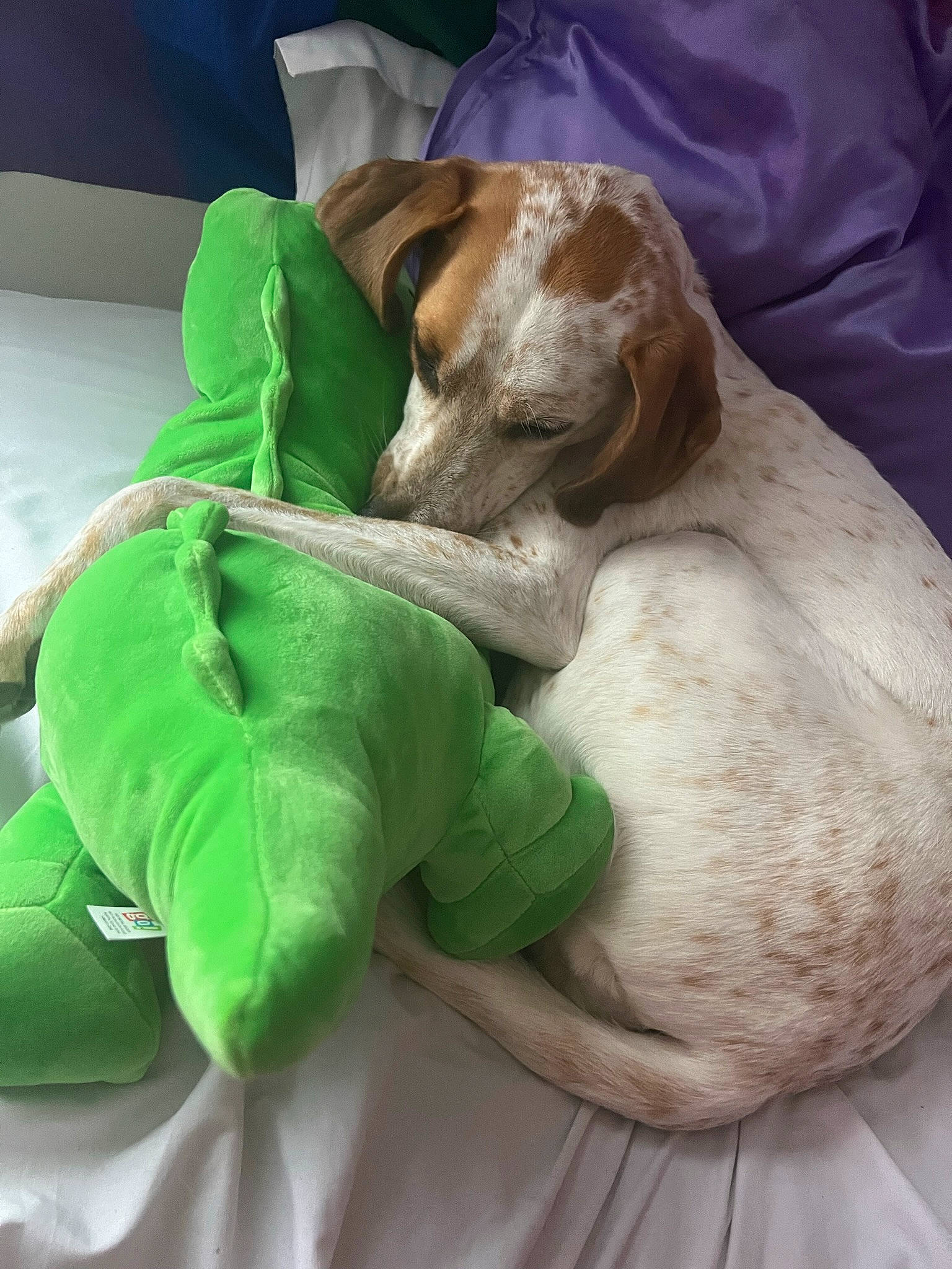 Cinnamon is registered to the contest to win money with this photo: canidae, carnivore, comfort, companion_dog, dog, dog_breed, dog_supply, fawn, guard_dog, hound, linens, nap, non_sporting_group, paw, puppy, sighthound, snout, sporting_group, working_animal, wrinkle