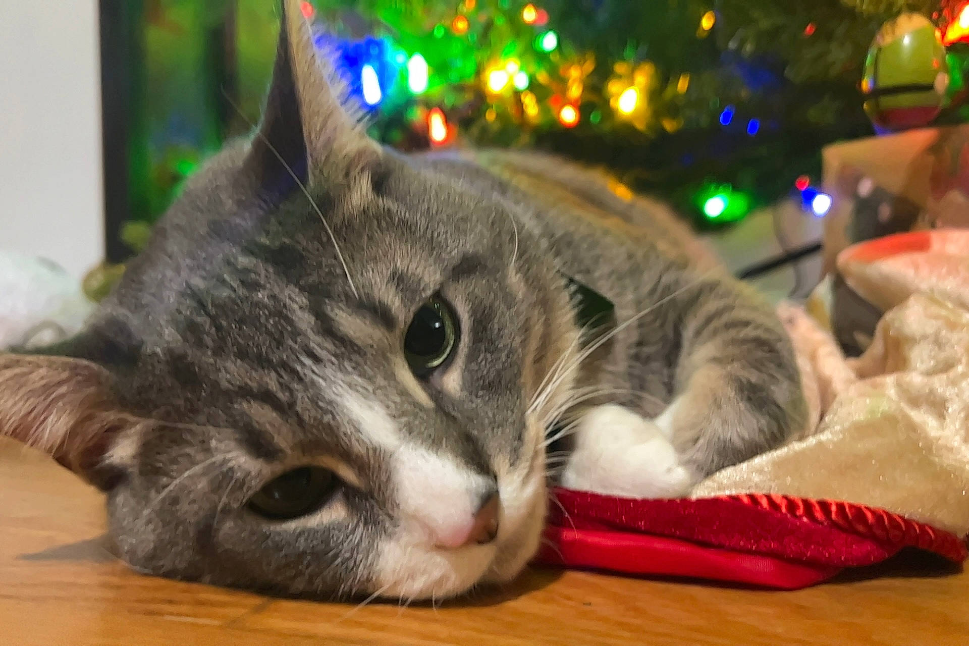 Finley is registered to the contest to win money with this photo: carnivore, cat, christmas_decoration, christmas_ornament, christmas_tree, conifer, domestic_short_haired_cat, event, felidae, fur, hardwood, holiday, mammal, plant, small_to_medium_sized_cats, tree, vertebrate, whiskers, window, wood
