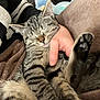 Isis a rejoint le concours — aidez-le/la à gagner de superbes lots ! cat, tabby, sleeping, pet, hand, cozy, blanket, fur, indoor, resting, cute, animal, paw, relaxed, comfort, domestic, feline, striped, soft, nap