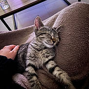 Isis a rejoint le concours — aidez-le/la à gagner de superbes lots ! kitten, cat, sleeping, tabby, pet, animal, cozy, blanket, hand, furry, cute, indoor, resting, relaxed, comfort, feline, small, young, domestic, companion