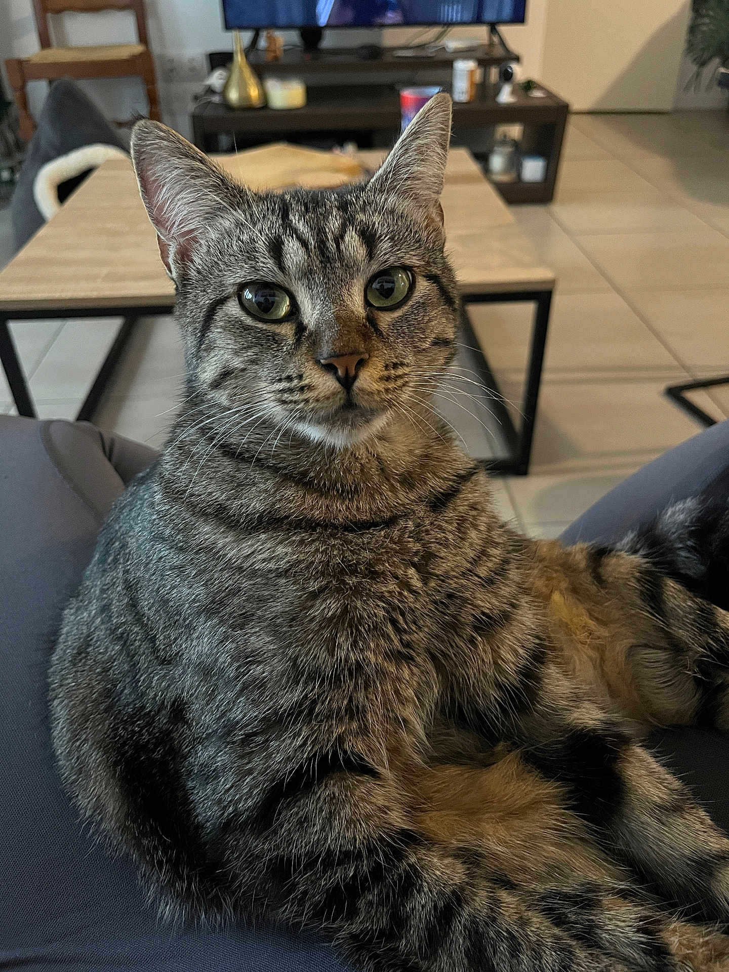 Isis participe au concours pour gagner de l'argent avec cette photo : cat, tabby_cat, pet, indoor, living_room, furniture, coffee_table, television, domestic_animal, fur, whiskers, eyes, relaxing, lap, floor, home, curious, animal, mammal, cozy