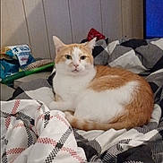 Gus joined the competition — help win amazing prizes! cat, orange_and_white_cat, blanket, patterned_blanket, bed, indoor, furniture, wall_paneling, brush, snack_bag, resting, pet, domestic, cozy, relaxed, animal, cute, fur, whiskers, eyes