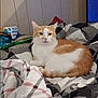 cat, orange_and_white_cat, blanket, patterned_blanket, bed, indoor, furniture, wall_paneling, brush, snack_bag, resting, pet, domestic, cozy, relaxed, animal, cute, fur, whiskers, eyes