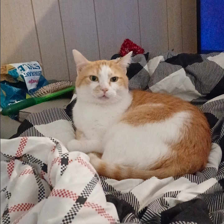 Gus joined the competition — help win amazing prizes! animal, bed, blanket, brush, cat, cozy, cute, domestic, eyes, fur, furniture, indoor, orange_and_white_cat, patterned_blanket, pet, relaxed, resting, snack_bag, wall_paneling, whiskers