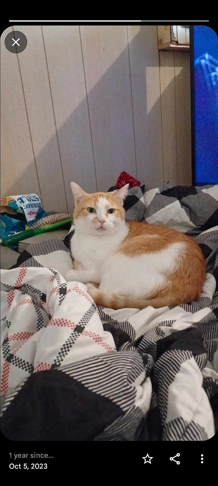 Gus joined the competition — help win amazing prizes! cat, orange_and_white_cat, blanket, patterned_blanket, bed, indoor, furniture, wall_paneling, brush, snack_bag, resting, pet, domestic, cozy, relaxed, animal, cute, fur, whiskers, eyes