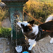 Saturne a rejoint le concours — aidez-le/la à gagner de superbes lots ! animal, black_and_white, blue_bowl, canine, dog, drinking, grass, hydration, leash, morning, nature, outdoor, park, pavement, pet, rustic, stone, sunlight, water, water_fountain