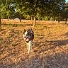 dog, outdoor, field, grass, tree, sunlight, nature, pet, animal, happy, tongue_out, running, summer, daylight, canine, walking, park, sky, greenery, sunshine
