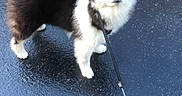 Saturne a rejoint le concours — aidez-le/la à gagner de superbes lots ! dog, puppy, leash, blue_eyes, black_and_white, fluffy, street, wet_asphalt, curb, car_tire, outdoor, pet, canine, walking, sidewalk, young_dog, fur, alert, small_dog, companion