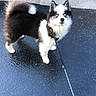 dog, puppy, leash, blue_eyes, black_and_white, fluffy, street, wet_asphalt, curb, car_tire, outdoor, pet, canine, walking, sidewalk, young_dog, fur, alert, small_dog, companion