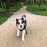 dog, puppy, walking, leash, harness, path, gravel, park, trees, greenery, outdoor, nature, grass, people, daytime, cute, animal, pet, blue_eyes, fur