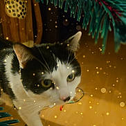 Simba participe au concours pour gagner de l'argent avec cette photo : cat, black_and_white, pet, indoor, pine_branches, sparkles, holiday, wooden_floor, curious, close_up, whiskers, ears, face, animal, feline, cute, decor, lighting, cozy, background