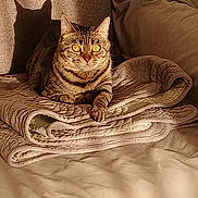 Minette participe au concours pour gagner de l'argent avec cette photo : cat, tabby, quilt, blanket, folded, sunlight, shadow, indoor, pet, feline, striped, resting, cozy, warm_light, fur, animal, relaxing, couch, home, comfort