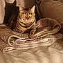 cat, tabby, quilt, blanket, folded, sunlight, shadow, indoor, pet, feline, striped, resting, cozy, warm_light, fur, animal, relaxing, couch, home, comfort