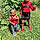Ahriayah