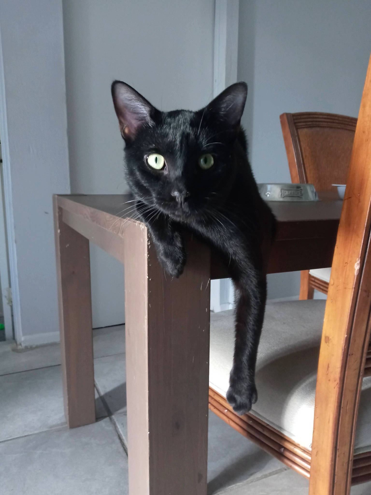 Onix joined the competition — help win amazing prizes! black_cat, bombay, carnivore, cat, cat_supply, chair, domestic_short_haired_cat, door, felidae, floor, flooring, fur, grey, hardwood, room, small_to_medium_sized_cats, snout, tail, whiskers, wood