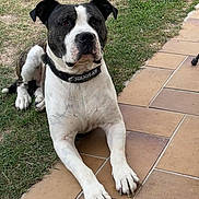 Marcus a rejoint le concours — aidez-le/la à gagner de superbes lots ! dog, canine, pet, outdoor, grass, tile_floor, black_and_white, collar, lying_down, animal, mammal, domestic_animal, garden, face, paw, ears, snout, alert, resting, summer