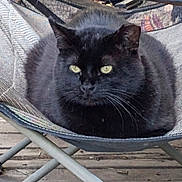 Mr Rooney joined the competition — help win amazing prizes! cat, black_cat, pet, animal, feline, outdoor, chair, mesh_chair, wooden_deck, relaxing, resting, fur, whiskers, eyes, domestic_cat, cute, companion, portrait, still_life, nature