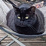 cat, black_cat, pet, animal, feline, outdoor, chair, mesh_chair, wooden_deck, relaxing, resting, fur, whiskers, eyes, domestic_cat, cute, companion, portrait, still_life, nature