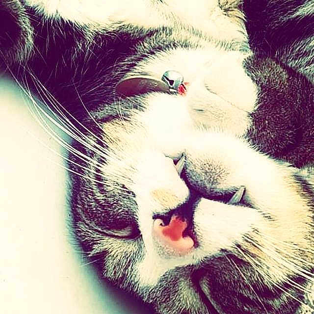 Chaton