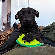 Akella Mae is registered to the contest to win money with this photo: bedroom, black_dog, blanket, claws, cozy, dog, door, floor, furniture, green_blanket, indoor, legs, leopard_print, looking, paw, person, pet, playing, socks, toy