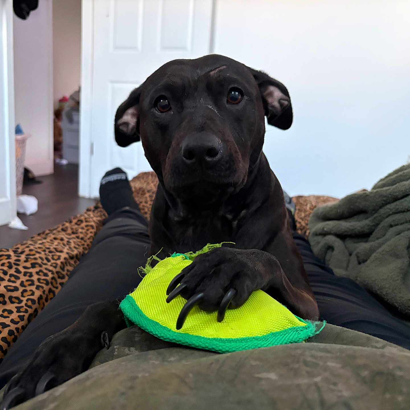 Akella Mae is registered to the contest to win money with this photo: bedroom, black_dog, blanket, claws, cozy, dog, door, floor, furniture, green_blanket, indoor, legs, leopard_print, looking, paw, person, pet, playing, socks, toy
