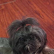 Sasha is registered to the contest to win money with this photo: adorable, animal, black_dog, calm, companion, cozy, curious, cute, dog, domestic_animal, fur, household, indoor, long_hair, looking_up, lying_down, mammal, pet, small_dog, wooden_floor