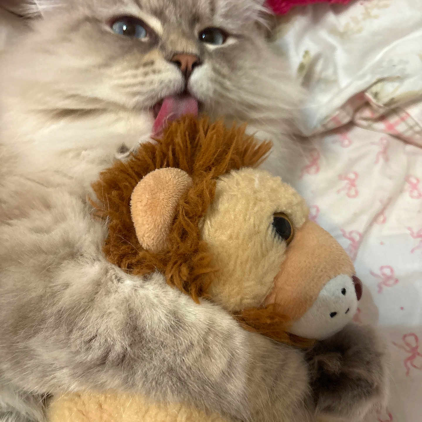 Miffy is registered to the contest to win money with this photo: cat, fluffy, plush_toy, lion, hugging, licking, bed, blanket, soft, cute, pet, feline, cozy, indoor, animal, closeup, playful, stuffed_animal, cuddle, fur