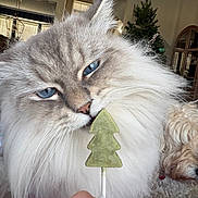 Miffy is registered to the contest to win money with this photo: cat, blue_eyes, fluffy, lollipop, hand, nail_art, dog, curly_hair, indoor, holiday, christmas_tree, decor, furniture, window, curtains, person, pet, close_up, cute, sniffing