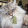 cat, blue_eyes, fluffy, lollipop, hand, nail_art, dog, curly_hair, indoor, holiday, christmas_tree, decor, furniture, window, curtains, person, pet, close_up, cute, sniffing