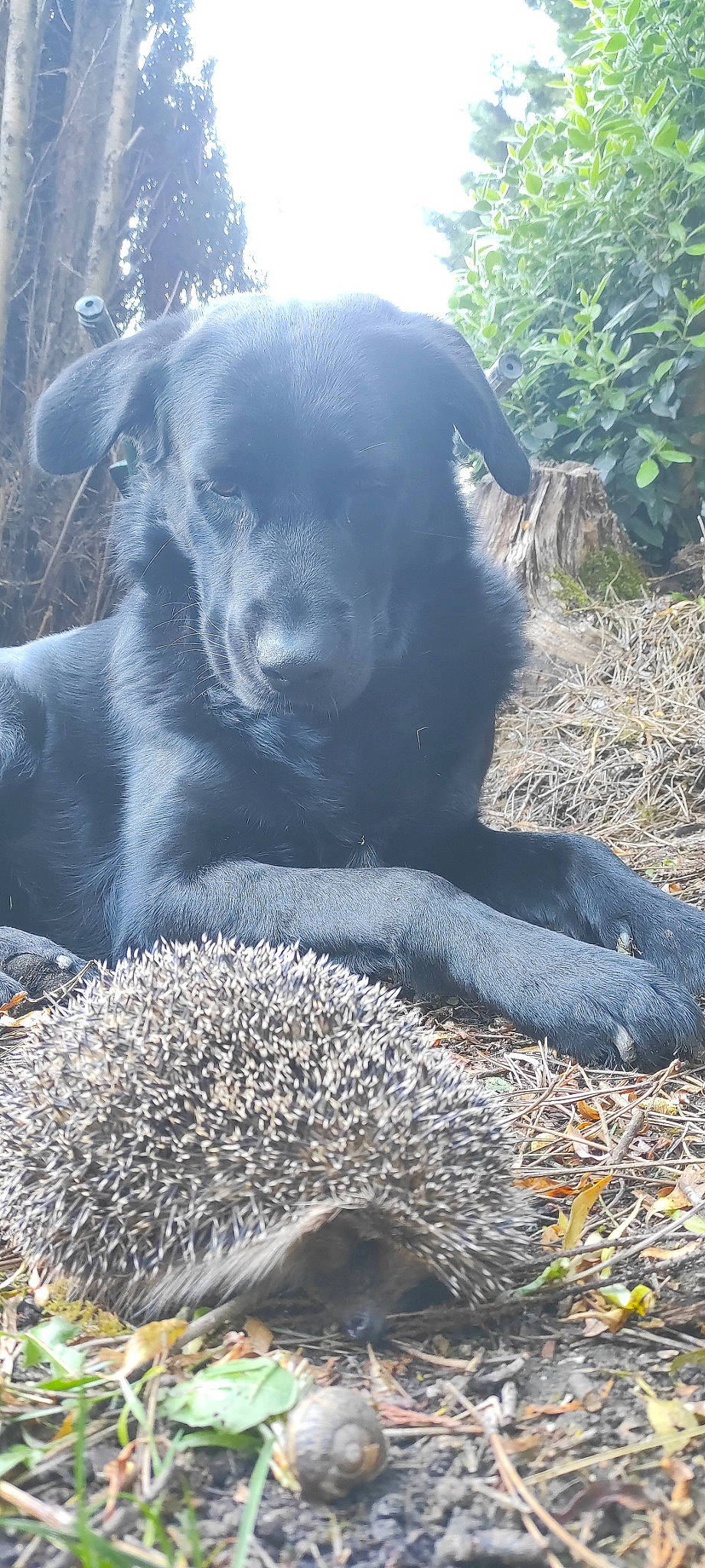 Naïko participe au concours pour gagner de l'argent avec cette photo : carnivore, companion_dog, dog, dog_breed, fawn, fur, grass, landscape, monochrome_photography, plant, rock, snout, soil, sporting_group, tail, terrestrial_animal, tree, wilderness, wildlife, working_animal
