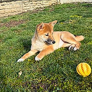 Aina a rejoint le concours — aidez-le/la à gagner de superbes lots ! animal, backyard, canine, daylight, dog, fur, garden, grass, greenery, nature, outdoor, pet, playful, puppy, relaxed, resting, stone_wall, sunlight, yellow_ball, young_dog