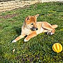 animal, backyard, canine, daylight, dog, fur, garden, grass, greenery, nature, outdoor, pet, playful, puppy, relaxed, resting, stone_wall, sunlight, yellow_ball, young_dog