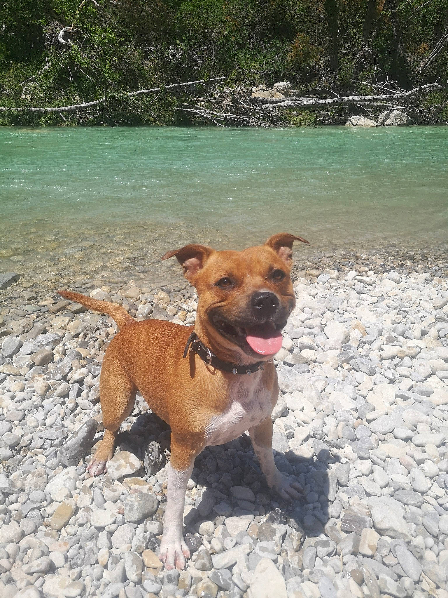 Pita a rejoint le concours — aidez-le/la à gagner de superbes lots ! adventure, american_pit_bull_terrier, american_staffordshire_terrier, canidae, carnivore, companion_dog, dog, dog_breed, fawn, mammal, non_sporting_group, potcake_dog, staffordshire_bull_terrier, vertebrate