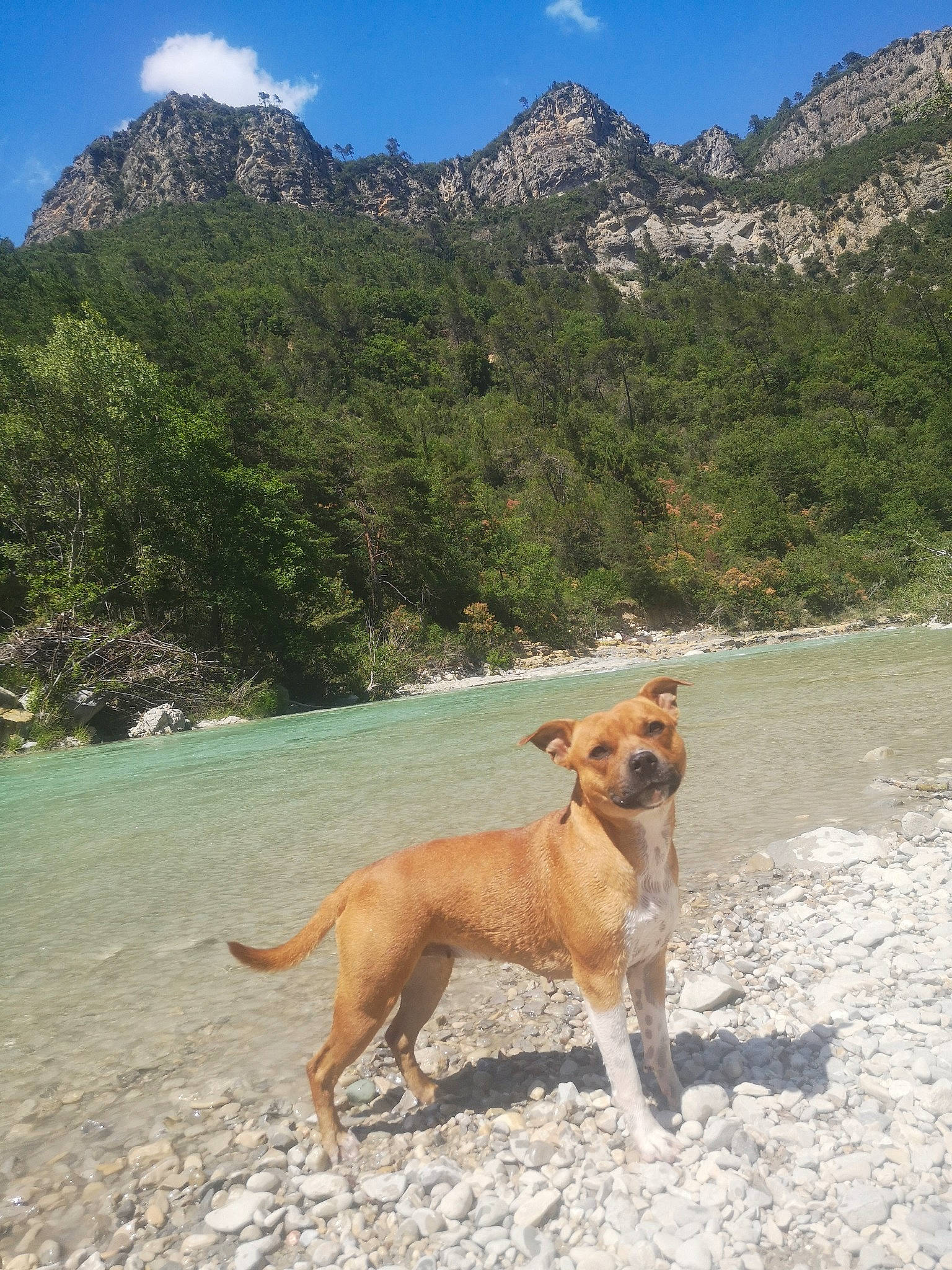 Pita a rejoint le concours — aidez-le/la à gagner de superbes lots ! adventure, africanis, canidae, carnivore, carolina_dog, chinook, dog, dog_breed, dog_hiking, fawn, hunting_dog, mammal, mountain, national_park, pariah_dog, potcake_dog, street_dog, vacation, walking