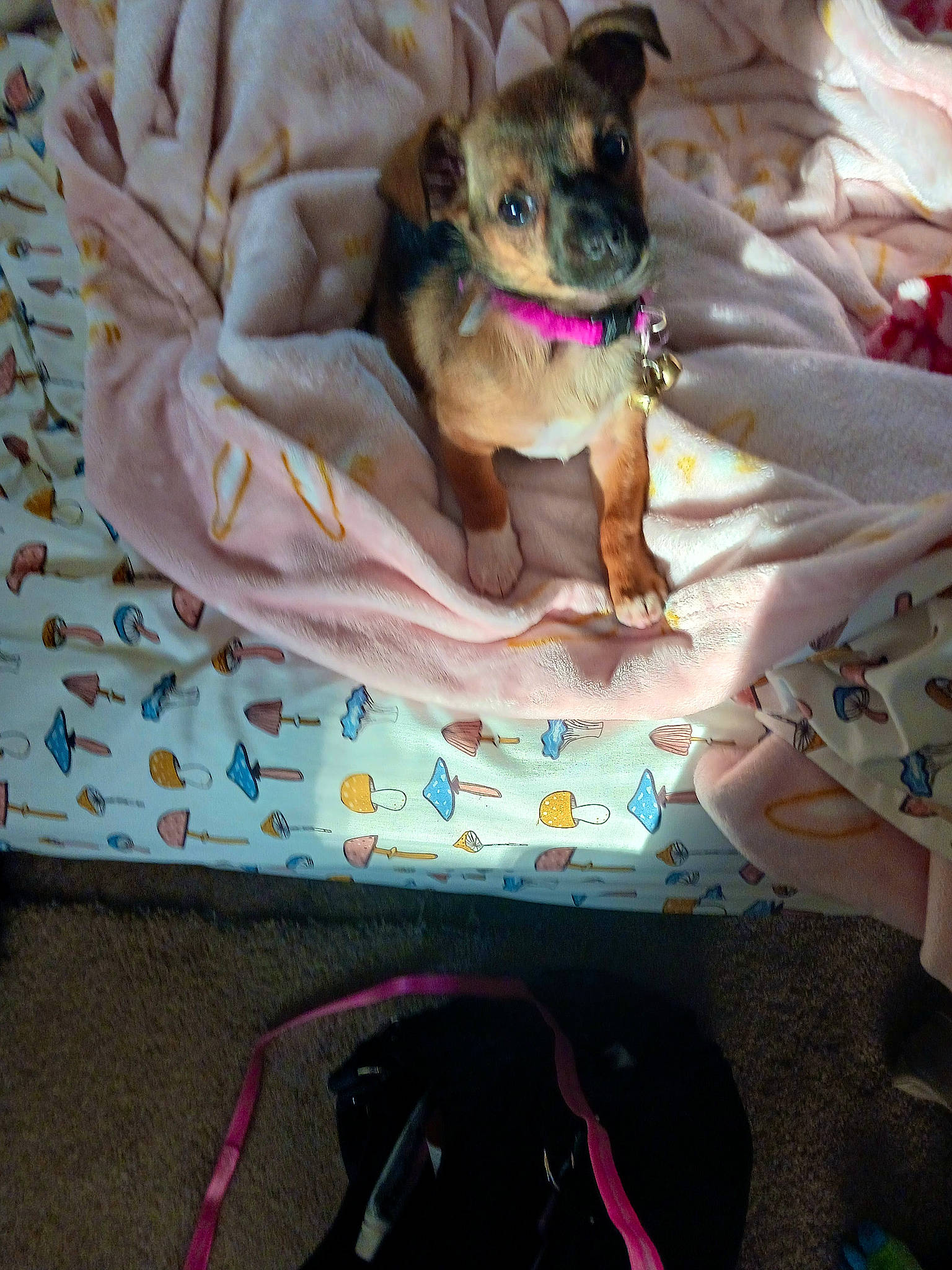 Tinkerbell joined the competition — help win amazing prizes! bed, bedding, carnivore, comfort, companion_dog, dog, dog_breed, dog_clothes, dog_supply, fawn, felidae, linens, magenta, pattern, pink, small_to_medium_sized_cats, textile, toy_dog, whiskers, working_animal