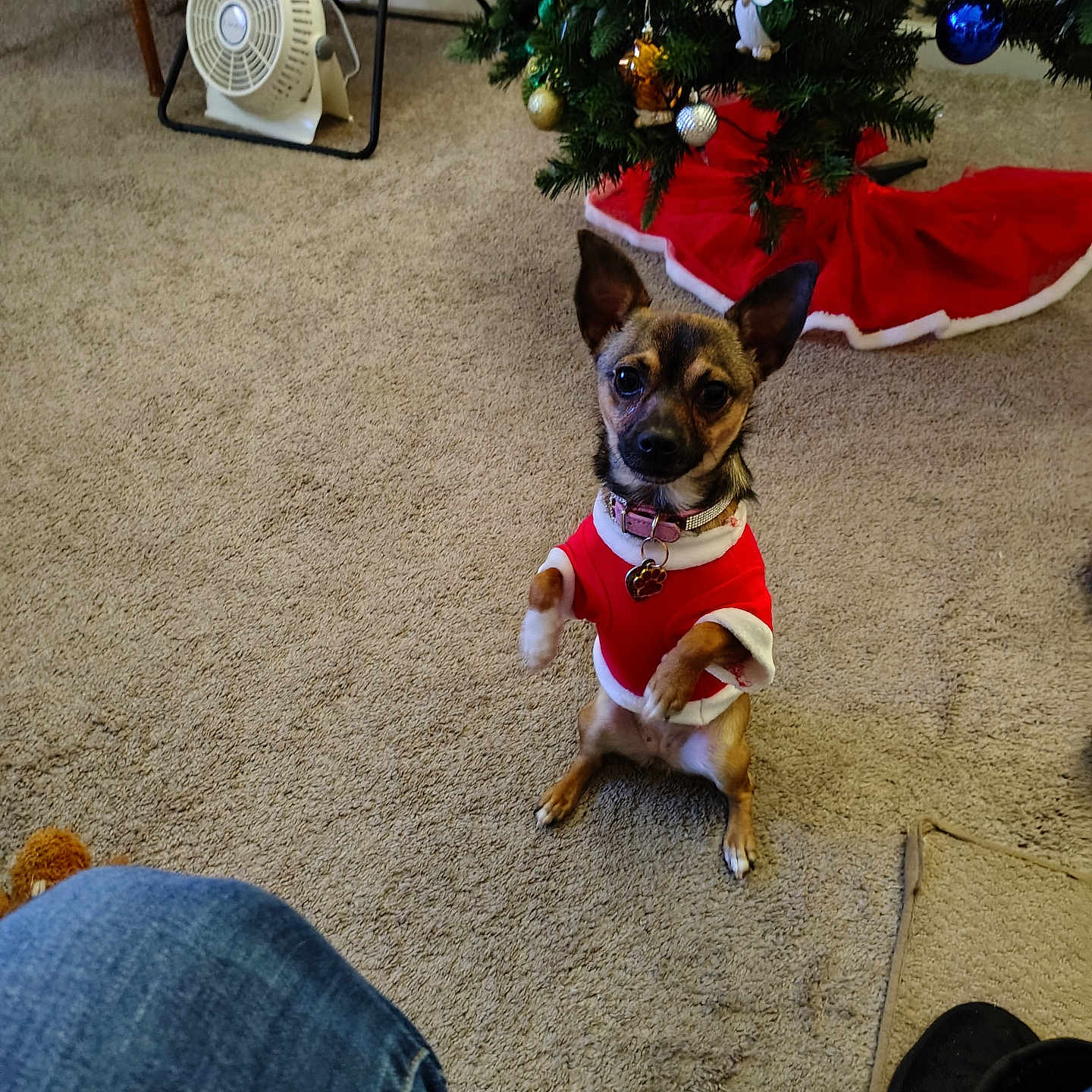 Tinkerbell is registered to the contest to win money with this photo: accessories, animal, bulldog, canine, chair, clothing, dog, footwear, frenchbulldog, furniture, hound, jeans, pants, person, pet, shoe, sphere, strap, terrier, wood