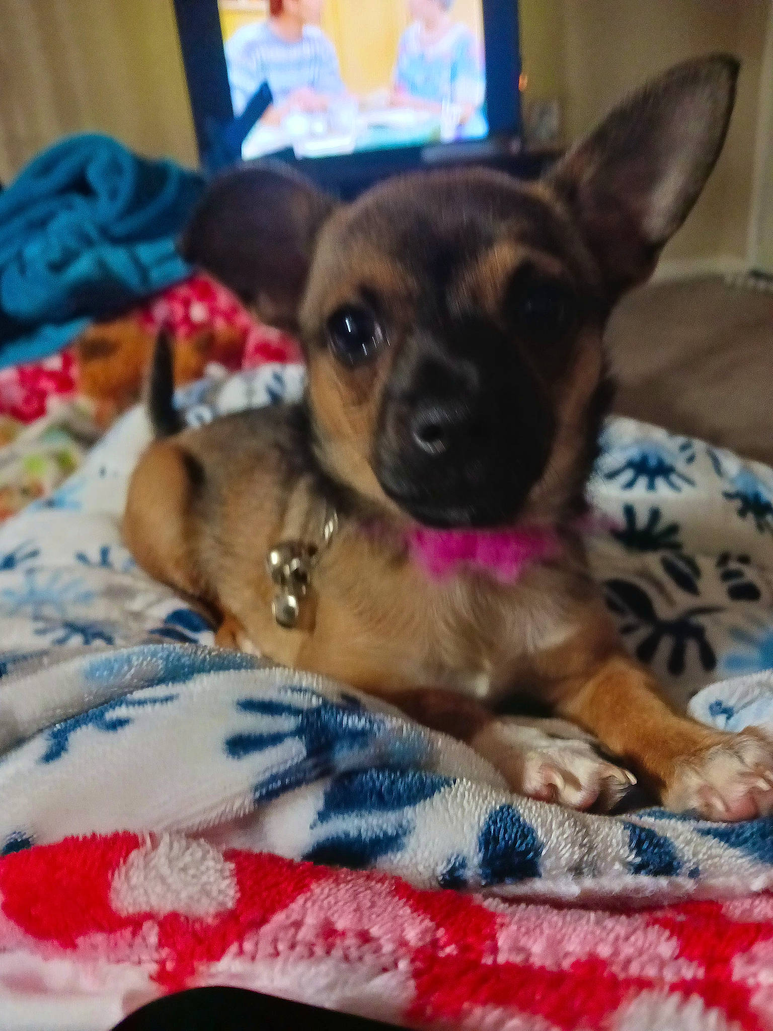 Tinkerbell is registered to the contest to win money with this photo: bed, canidae, carnivore, comfort, companion_dog, dog, dog_breed, dog_supply, ear, fawn, fur, german_shepherd_dog, linens, paw, russkiy_toy, snout, sporting_group, toy_dog, whiskers, working_animal