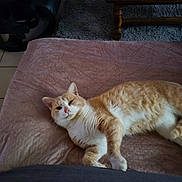 Chausette participe au concours pour gagner de l'argent avec cette photo : cat, orange_cat, white_cat, pet, animal, indoor, blanket, furniture, floor, tile_floor, relaxed, lying_down, cozy, home, domestic_cat, fur, whiskers, ear, paw, resting