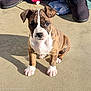 puppy, dog, brindle, white_paws, white_chest, outdoor, sunlight, shoes, clothing, texture, pet, animal, cute, small, young, sitting, shadow, floor, attention, curious