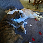 Sayko participe au concours pour gagner de l'argent avec cette photo : dog, cat, couch, blanket, heart_pattern, indoor, pet, playful, furniture, brown_dog, orange_cat, animal_interaction, relaxed, cozy, home, carpet, paw, table, chair, living_room