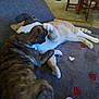 dog, cat, couch, blanket, heart_pattern, indoor, pet, playful, furniture, brown_dog, orange_cat, animal_interaction, relaxed, cozy, home, carpet, paw, table, chair, living_room