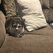 Remi joined the competition — help win amazing prizes! brown_texture, cat, couch, cozy, domestic_animal, furniture, furry_cushion, gaze, indoor, living_room, loaf_position, paws, pet, portrait, relaxing, sofa, tabby_cat, upholstery, whiskers, white_pillow