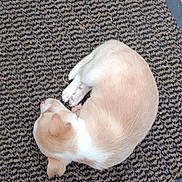Boby a rejoint le concours — aidez-le/la à gagner de superbes lots ! animal, beige, cozy, curled_up, cute, dog, doormat, floor, fur, indoors, patterned, peaceful, pet, puppy, quiet, resting, sleeping, small, texture, white
