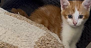 Chanel participe au concours pour gagner de l'argent avec cette photo : kitten, cat, orange_and_white, curious, blanket, cozy, texture, furniture, indoor, pet, animal, young, fur, whiskers, ears, cute, small, domestic, quilted, resting