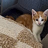 kitten, cat, orange_and_white, curious, blanket, cozy, texture, furniture, indoor, pet, animal, young, fur, whiskers, ears, cute, small, domestic, quilted, resting
