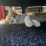 cat, orange_cat, white_cat, pet, feline, resting, lying_down, indoor, cozy, soft_texture, fur, paw, close_up, sleepy, relaxed, animal, home, furniture, black_surface, cute