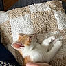 kitten, cat, sleeping, blanket, hand, petting, indoor, furniture, wood_floor, orange_and_white, cozy, resting, cute, domestic_animal, paw, texture, soft, closeup, comfort, calm