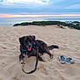 Yuky a rejoint le concours — aidez-le/la à gagner de superbes lots ! animal, beach, dog, dune, forest, happy, landscape, leash, nature, outdoor, people, pet, relaxing, sand, scenic, sky, sneakers, sunset, vacation, walking