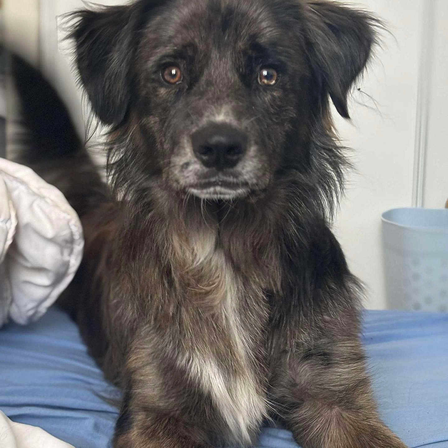 Yuky participe au concours pour gagner de l'argent avec cette photo : animal, bed, black_fur, blue_bed, brown_fur, canine, closeup, cozy, dog, domestic, ears, fur, indoor, looking_at_camera, pet, portrait, relaxed, snout, tail, whiskers