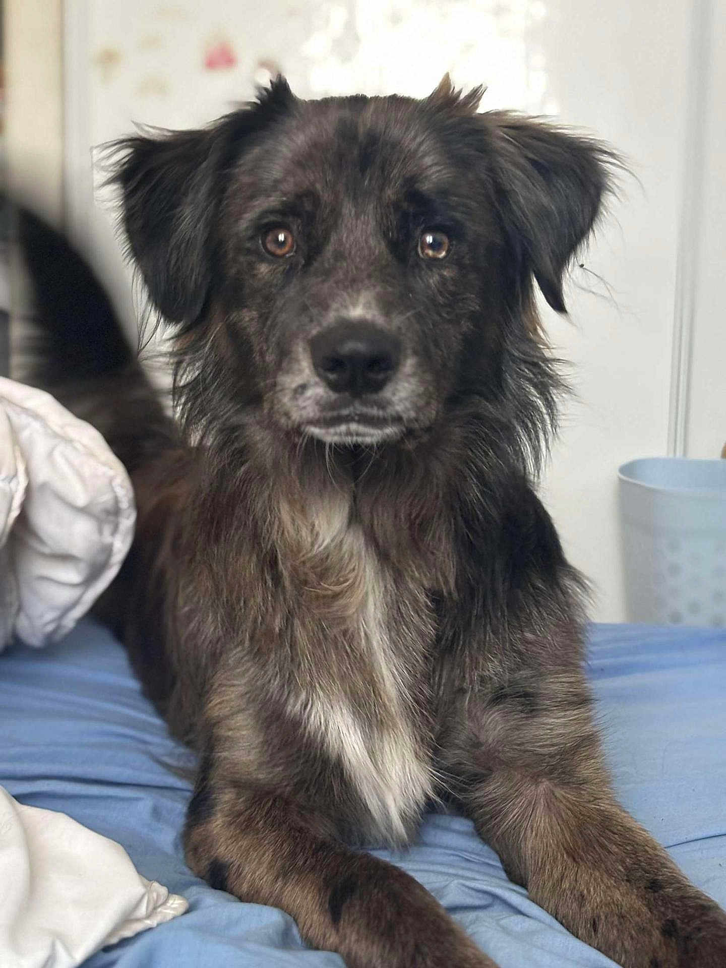 Yuky participe au concours pour gagner de l'argent avec cette photo : dog, pet, animal, fur, bed, blue_bed, indoor, closeup, portrait, canine, brown_fur, black_fur, relaxed, looking_at_camera, ears, snout, whiskers, tail, cozy, domestic